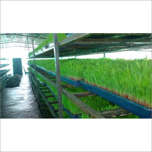 Hydroponic Systems