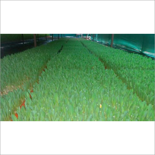 Plain Hydroponics Unit