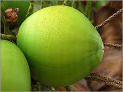 Coconut