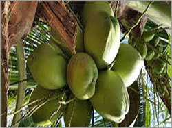 Indian Coconuts