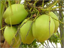 Green Tender Coconut