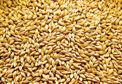 Natural Barley