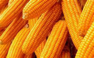 Indian Yellow Maize