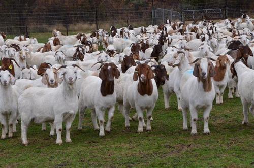 Goat-Farming