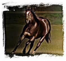 Race horse feed
