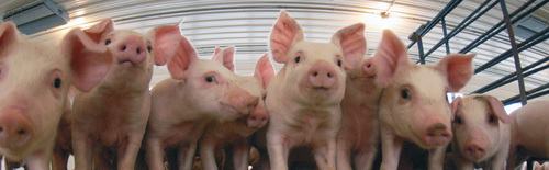 swine