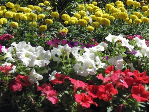 Flower Grow Bag