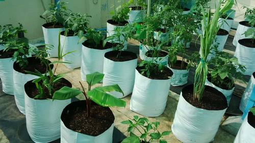 Plants Grow Bag