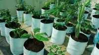 Plants Grow Bag