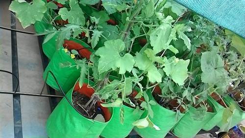 Gardening Bag