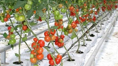 Grow Bags - Tomato