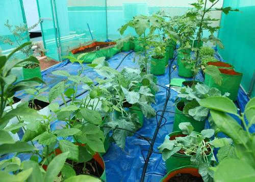 Home Garden Grow Bag