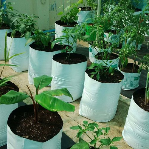 Kitchen Gardening Plant Bag