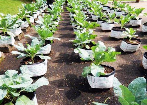 Rooftop Gardening Kit