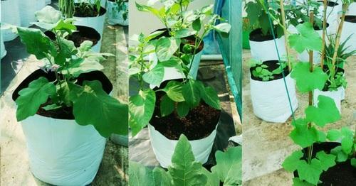 Single Plant Grow Bags