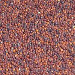 Finger Millet - Ragi