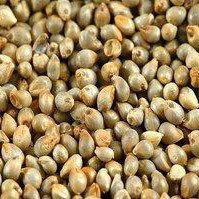Pearl Millet - Kambu