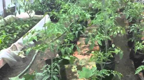 Terrace Organic Gardening