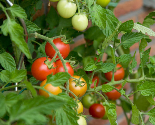 Tomatoes Grow Bag