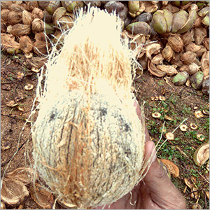 Brown Coconut
