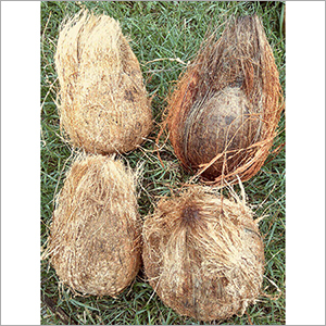 Brown Fresh Coconut