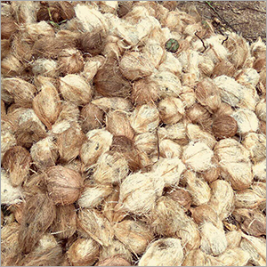 Pollachi Coconut