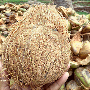 Indian Coconut