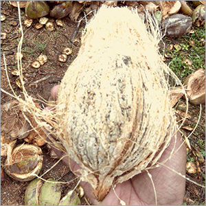 Fresh Husked Coconut
