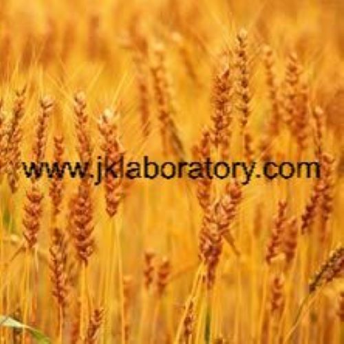 Cereals Testing Services