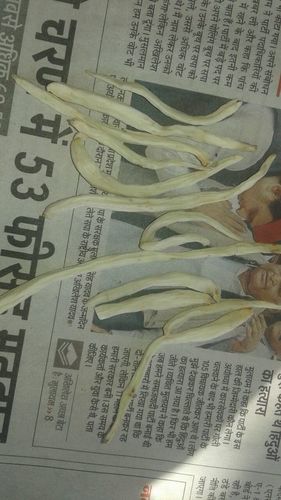 Ayurvedic Product Safed Musli