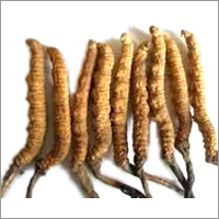 Cordyceps Militaries Ingredients: Herbs