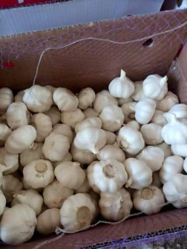 fresh garlic