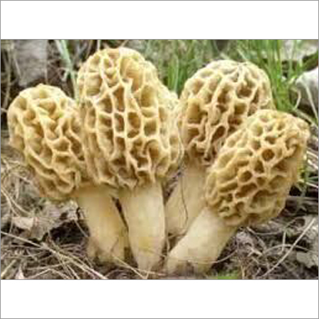 Morchella Esculenta