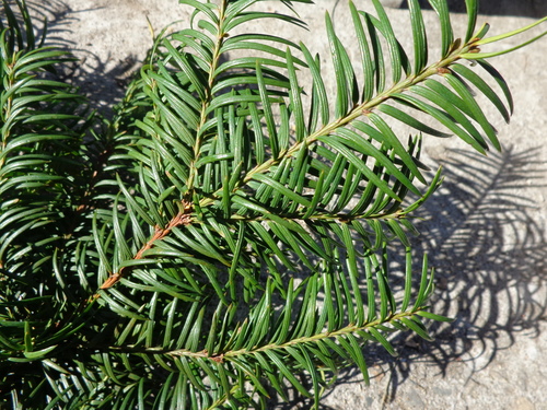 Himalayan Yew Ingredients: Herbs