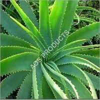 Aloe Vera Gel - Pure Herbal Extract, 100% Natural, Optimized For Skin Care & Hair Health, Rich In Vitamins A, C, E, Anti-inflammatory & Moisturizing Properties