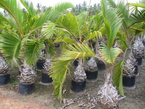 Champion Palm - Green Stems At Various Heights And Lengths | Lush Plant With Vibrant Foliage