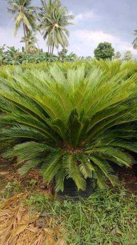 Cycus Revolutae