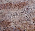 Ghibli Gold Granite - Granite Slabs, 15-20mm Thickness, Glossy Finish, Stain Resistant, Unique Shades For Flooring And Countertops