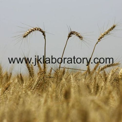 Rice and Wheat Testing Services