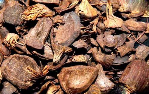 Palm Kernel Shell Fuel Testing Laboratory Palm Kernel Shell Fuel Testing Laboratory