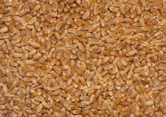 Animal Feed Wheat - Moisture 11%-12% Protein 12% Max 50 Kg PP Bag | Organic Cultivation 100% Purity Spicy Fresh Texture Powdered Form