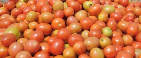 Tomato