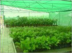 Plants Shade Net