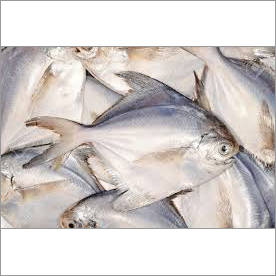 Pomfret Fish