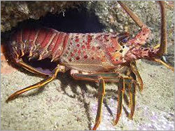 Sea Lobster