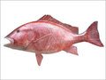 Red Snapper Fish - 1-5 Kg, Red Color | Delicious Taste, Hygienically Processed, Optimal Nutrition