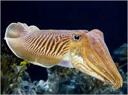 Cuttle Fish - Sepia Species