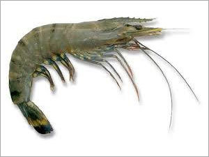 Sea Prawn Fish - Vacuum Sealed, 15-20cm Length, Grey Color | Enriched Vitamins, High Nutrition Value, Excellent Aroma, Hygienic Packing
