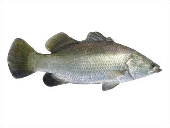 Kolkata Bhetki Fish