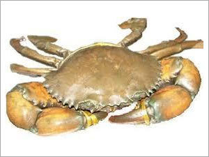 Crab